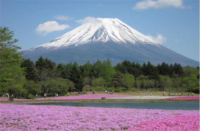 風呂ポスター 富士山芝桜